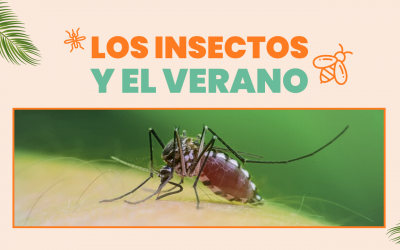 Los insectos y el verano